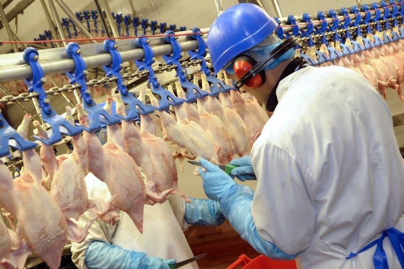 FSA begins consultation on disinfection in abattoirs Poultry News