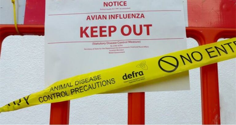 Online workshop will share lessons learnt from last year’s avian flu season