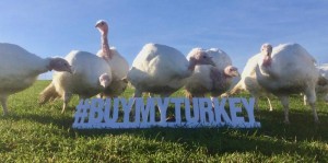 buymyturkey