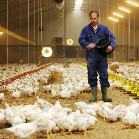 Signify acquires livestock lighting experts Once and iLOX