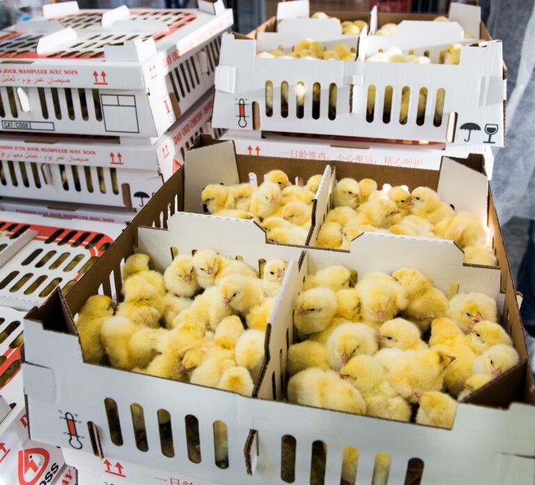 Aviagen hosts ‘managing for success’ broiler roadshow