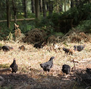 norfolk-black-chickens