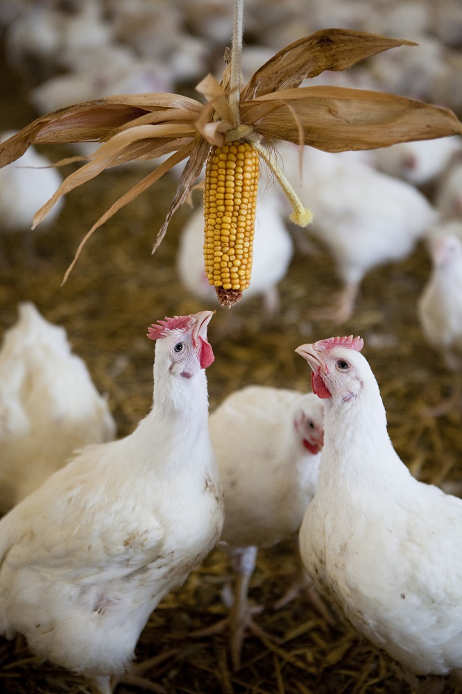 Slower growing broiler breeds could be more efficient than standard, RSPCA research claims