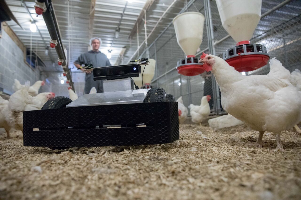 Feature Are we ready for Poultrybot and Robochick? Poultry News