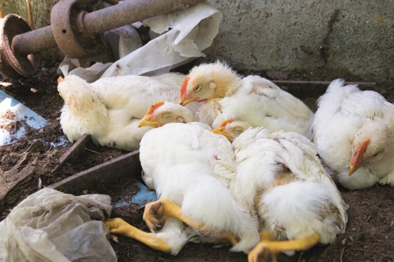 Avian influenza cases in Northern Ireland last winter all linked, new report finds