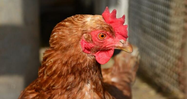 Test offers fast insight into chicken immunity