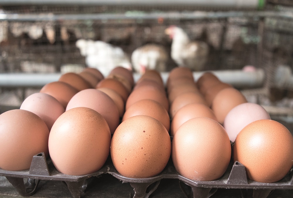 Sourcing of cagefree eggs continues to rise globally Poultry News