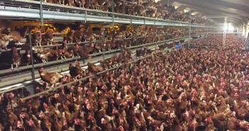 Call for equivalence in import standards if government raises UK animal welfare standards Laying hens