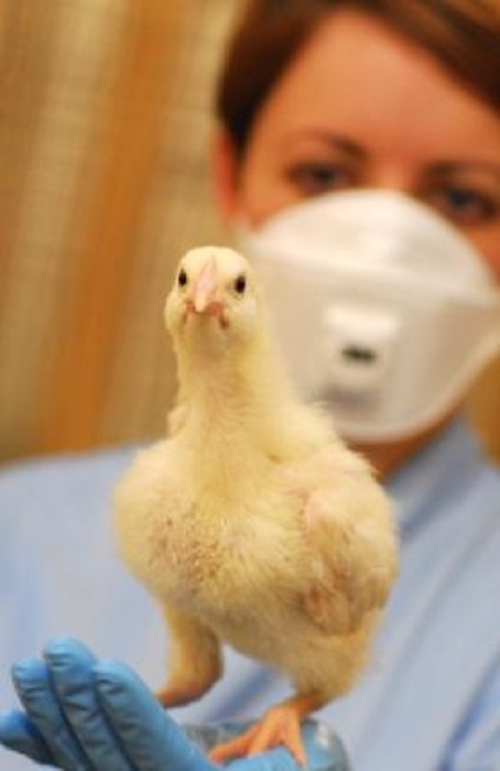 High pathogenic AI confirmed in USA in first outbreak since 2017