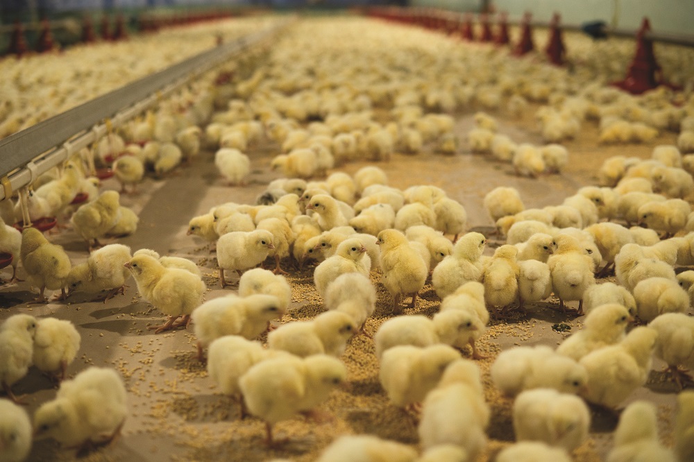 Call to recognise UK’s role as global hub of poultry breeding stock