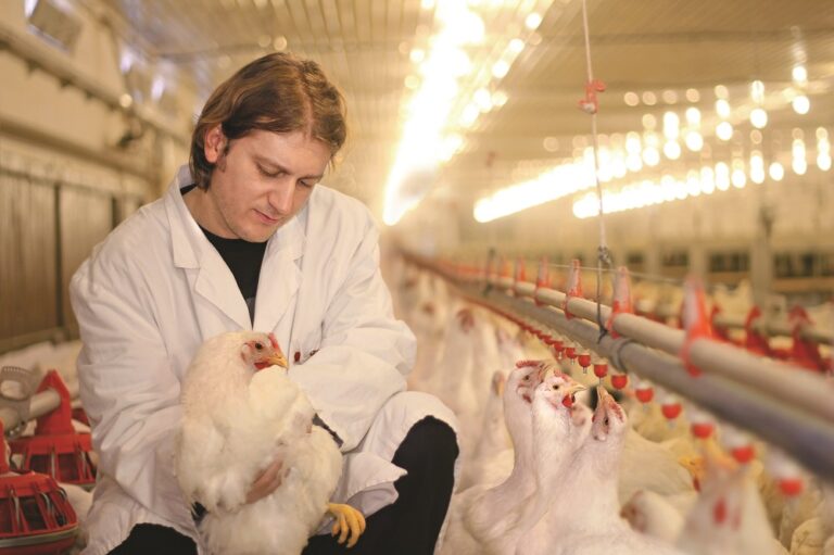 Vet School opens up range of gateway routes from Harper Adams degrees -  Poultry News