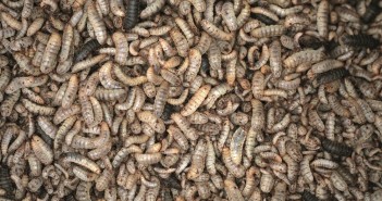 New Tesco and WWF report predicts insects will partially replace soya as animal feed insect protein larave