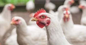Global poultrymeat production expected to rise 13.1% by 2030 broilers 2