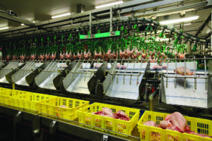 Ishida Van Miert - Whole chicken processing line (1)