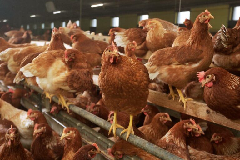 ForFarmers launches new range of organic layer feeds