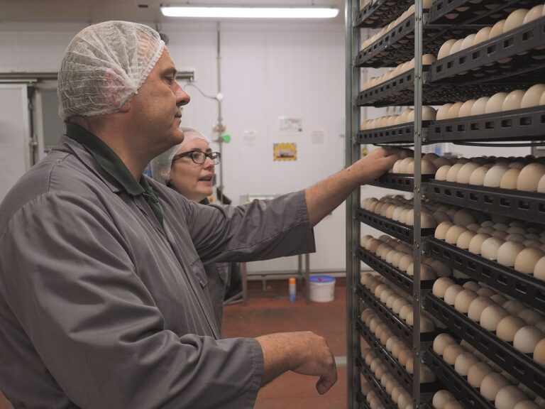 Hatch of the day inside the UK's biggest hatchery Poultry News
