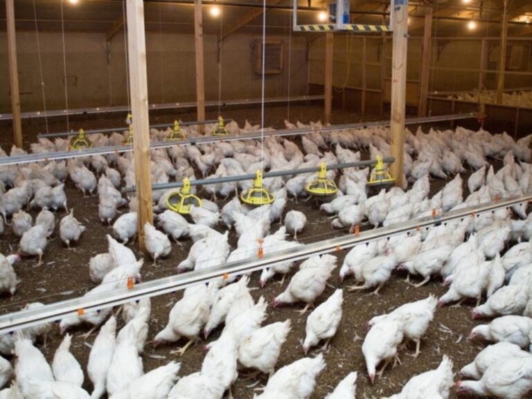 Cobb publishes new broiler management guide