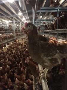 Hens in an open aviary barn 