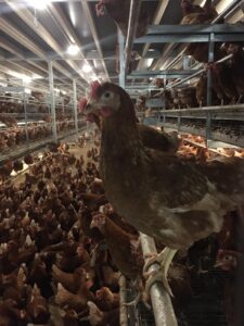 Hens in an open aviary barn