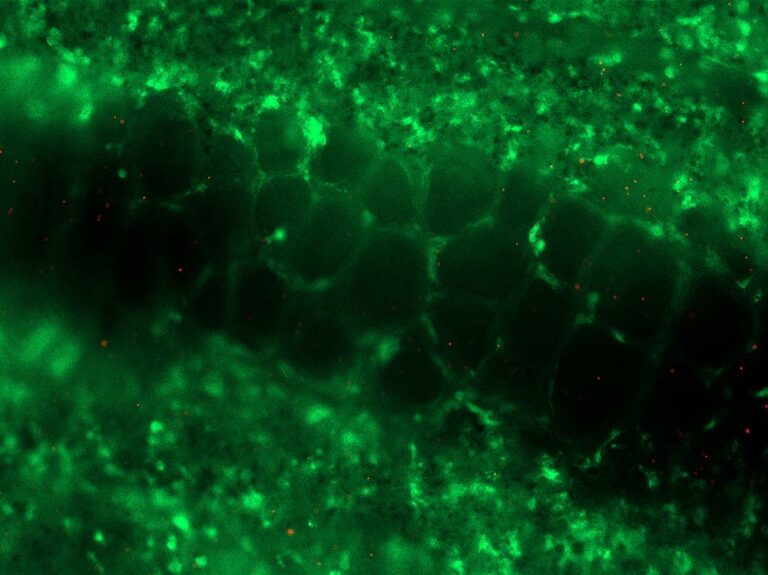 New method aids study of poultry infections