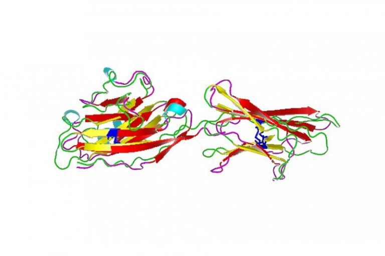 Pirbright first to characterise chicken proteins thought to cause immune exhaustion