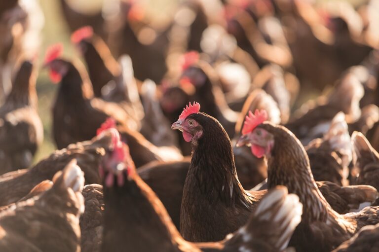 Man fined for poultry waste dumping offences