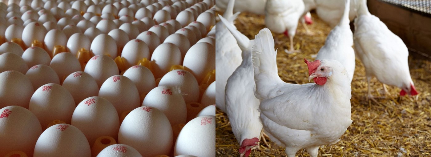 White eggs back on Tesco shelves for first time since 1980s Poultry News