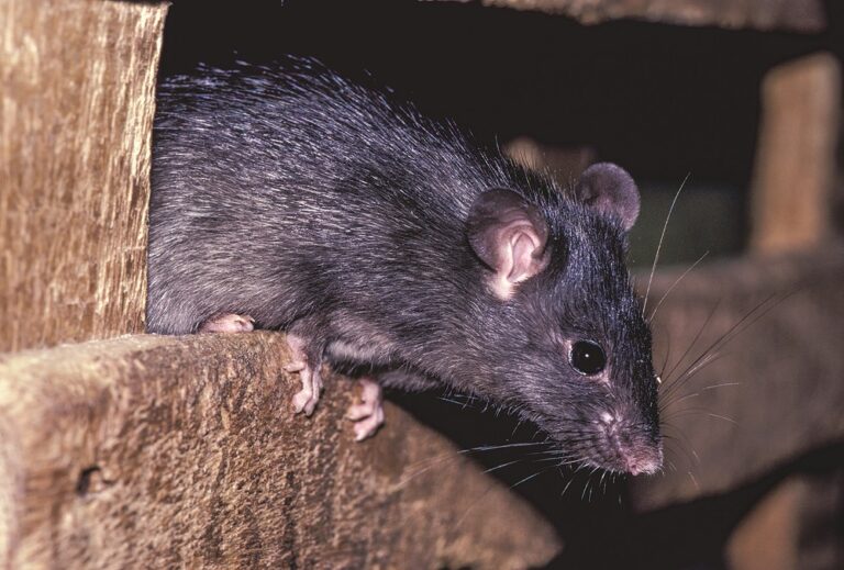 Rodenticide approved for use in food production premises