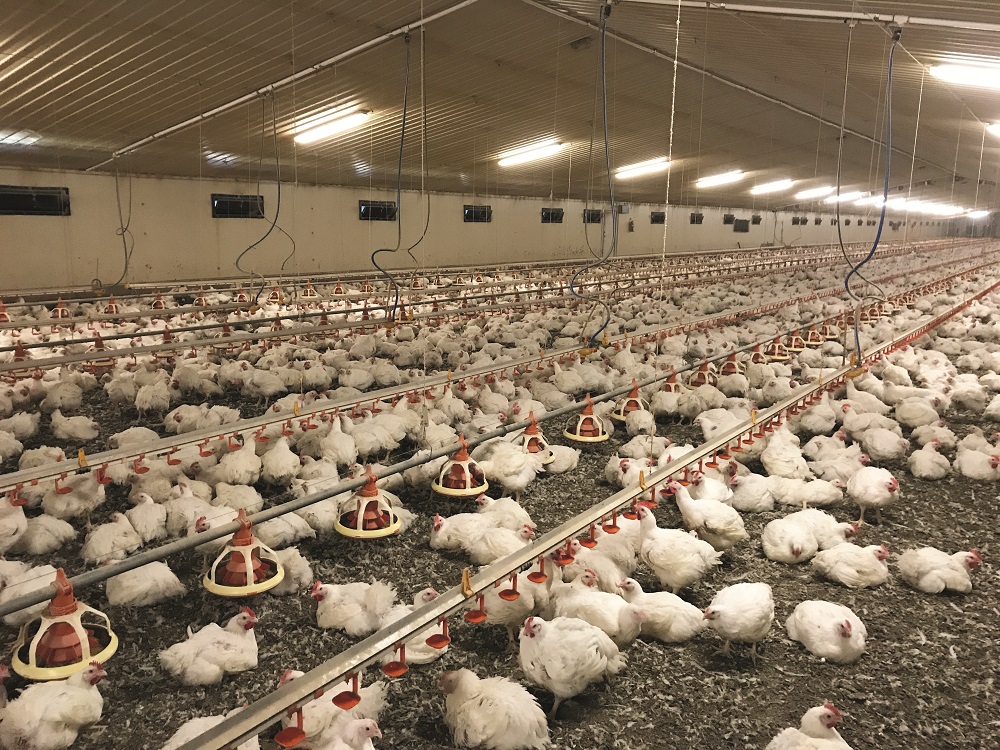 Technical Advice Minimising Downgrades With Optimal Broiler Management Poultry News
