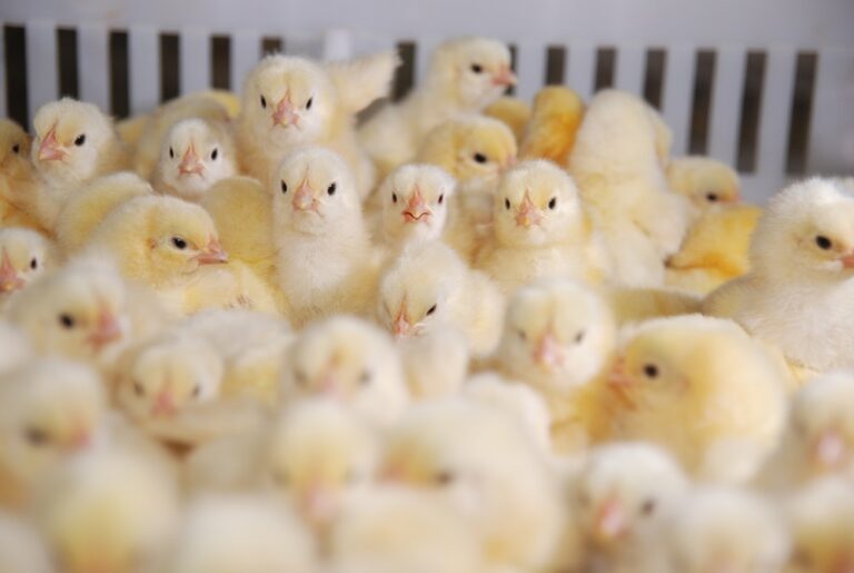 NFU launches new welfare in transport guidance