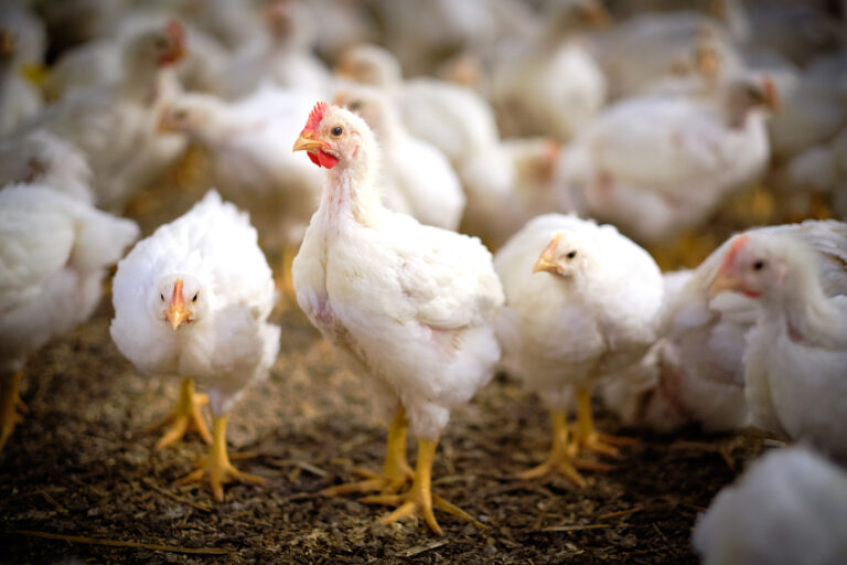 Avian influenza leads to decline in poultry meat production across EU