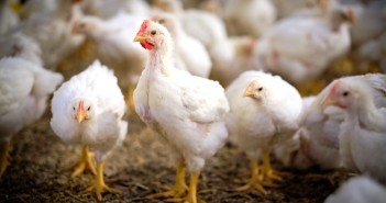 New initiative to create global online animal production database wageninen broilers