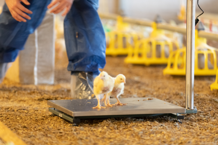 MSD launches new real-time monitoring technology for poultry sector