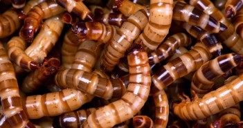 New business aiming to make mealworms viable feed source for poultry mealworms Entec Nutrition