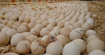 Pig & Poultry Forums now available online On Farm Hatching