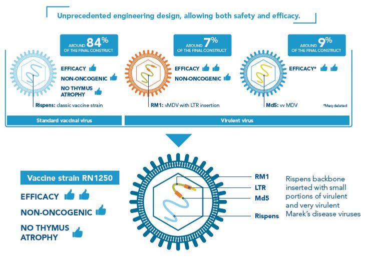 Engineering design of PREVEXXION® RN strain: a combination of the best traits of three selected Serotype-1 MDV strains to allow the optimal safety and efficacy balance.