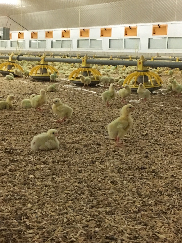 Feature Taking steps to reduce ammonia emissions onfarm Poultry News