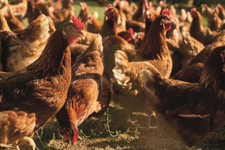UK declared free from avian influenza but chief vet urges ongoing vigilance