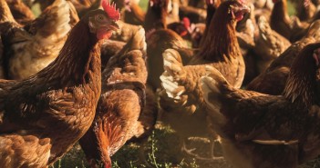 RSPCA Assured doubling fees for laying hen, turkey and pullet members from September Free-range,Chickens,As,Laying,Hens,On,An,Organic,Chicken,Farm