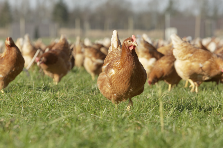 Egg producers reminded of risk to worker welfare during summer red mite season