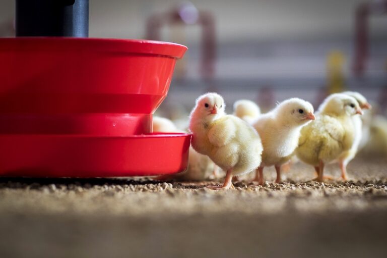 Choosing the right feeding pan