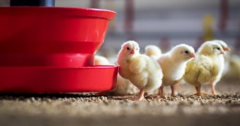 Choosing the right feeding pan Multibeck pan edge
