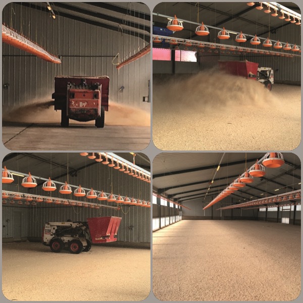 Phillips Brothers develops ‘Egg Spread’ system for on-farm hatching