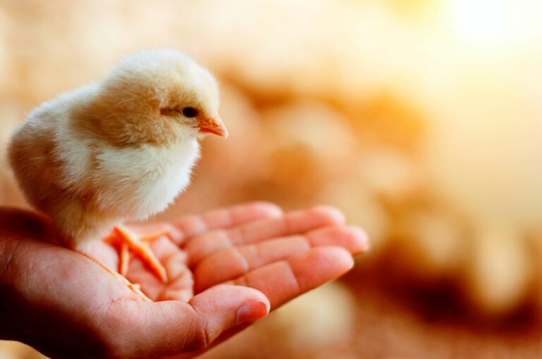 Technical advice: Why the first four days are critical to chick success