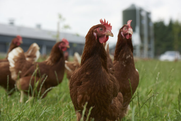 New food safety roadshow for egg producers aims to minimise risk of salmonella