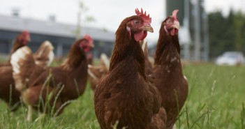 New food safety roadshow for egg producers aims to minimise risk of salmonella Layer Chickens