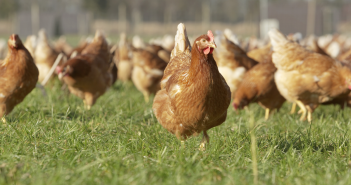 Poultry keepers urged to act now to reduce risk of avian flu MSD pic layers