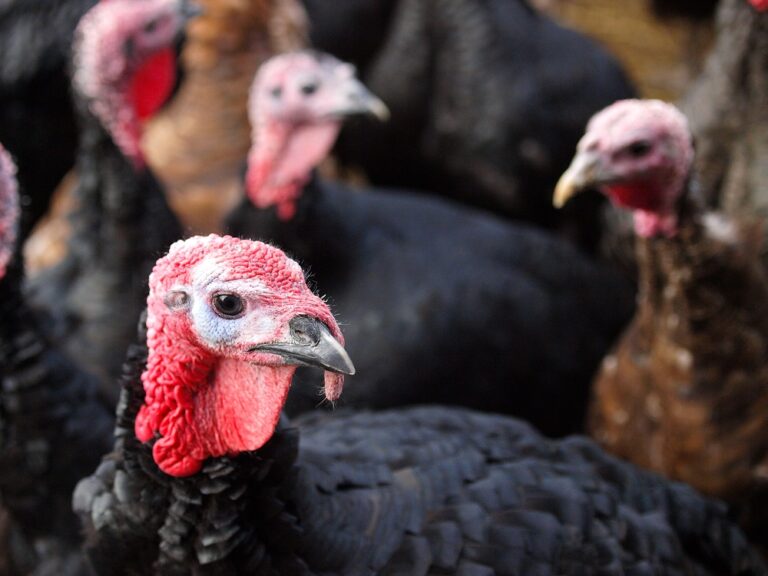 NFU announces autumn turkey marketing meetings