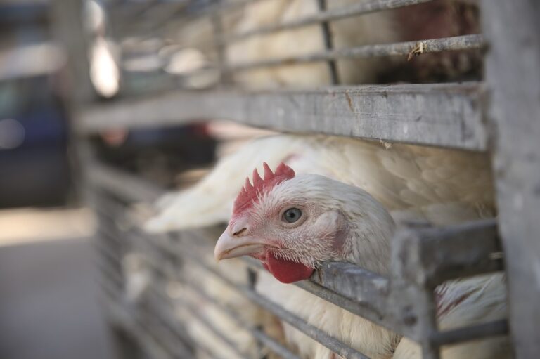 Analysis: New poultry transport rules cause widespread alarm