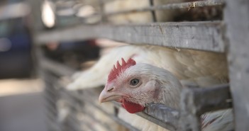 Analysis: New poultry transport rules cause widespread alarm Safed,israel,-,October,11,2016-,The,Chicken,Special,Ceremony,"kaparot",,